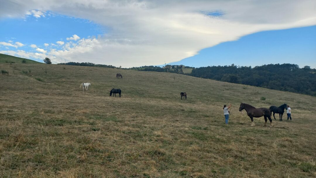 Giornata al maneggio Ranch lezione di horsemanship la Rocchetta B&B e Location la-rocchetta.it